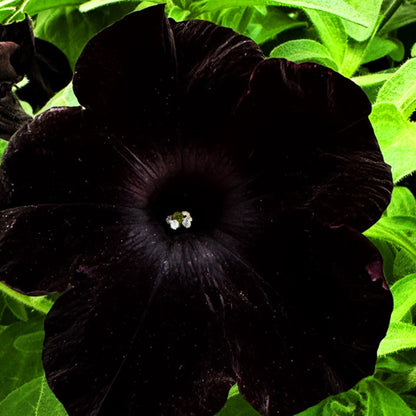 Petunia BLANKET OF BLACK (24 Plants)