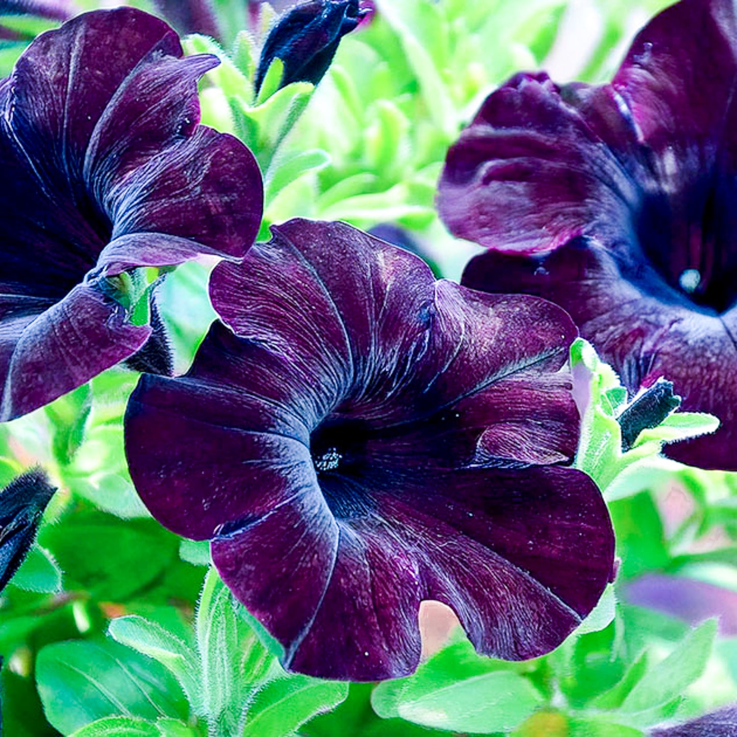 Petunia BLANKET OF BLACK (24 Plants)