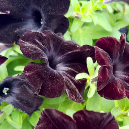 Petunia 'Black in Black' BiggerVigor Trio | PICKUP ONLY!