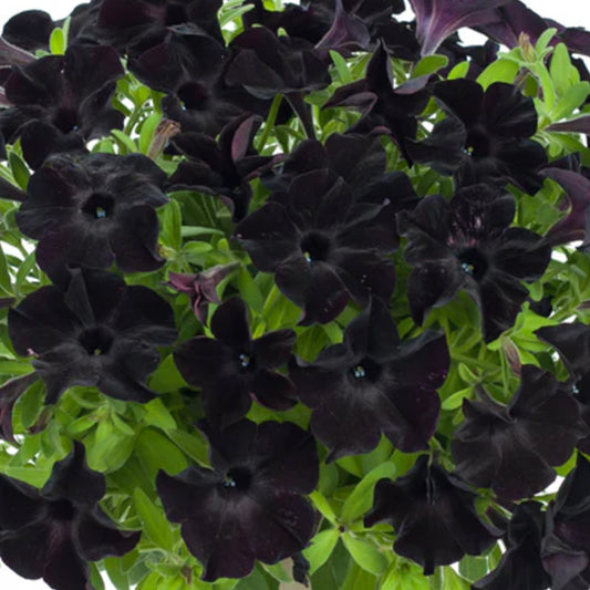 Petunia BLANKET OF BLACK (24 Plants)