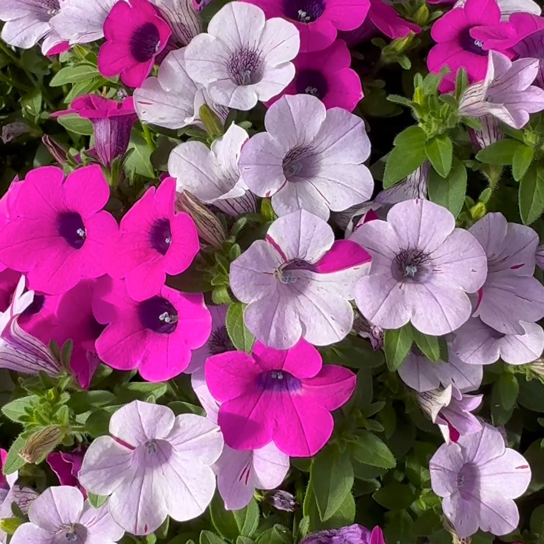 (24 Plants) Petunia Silver Surf