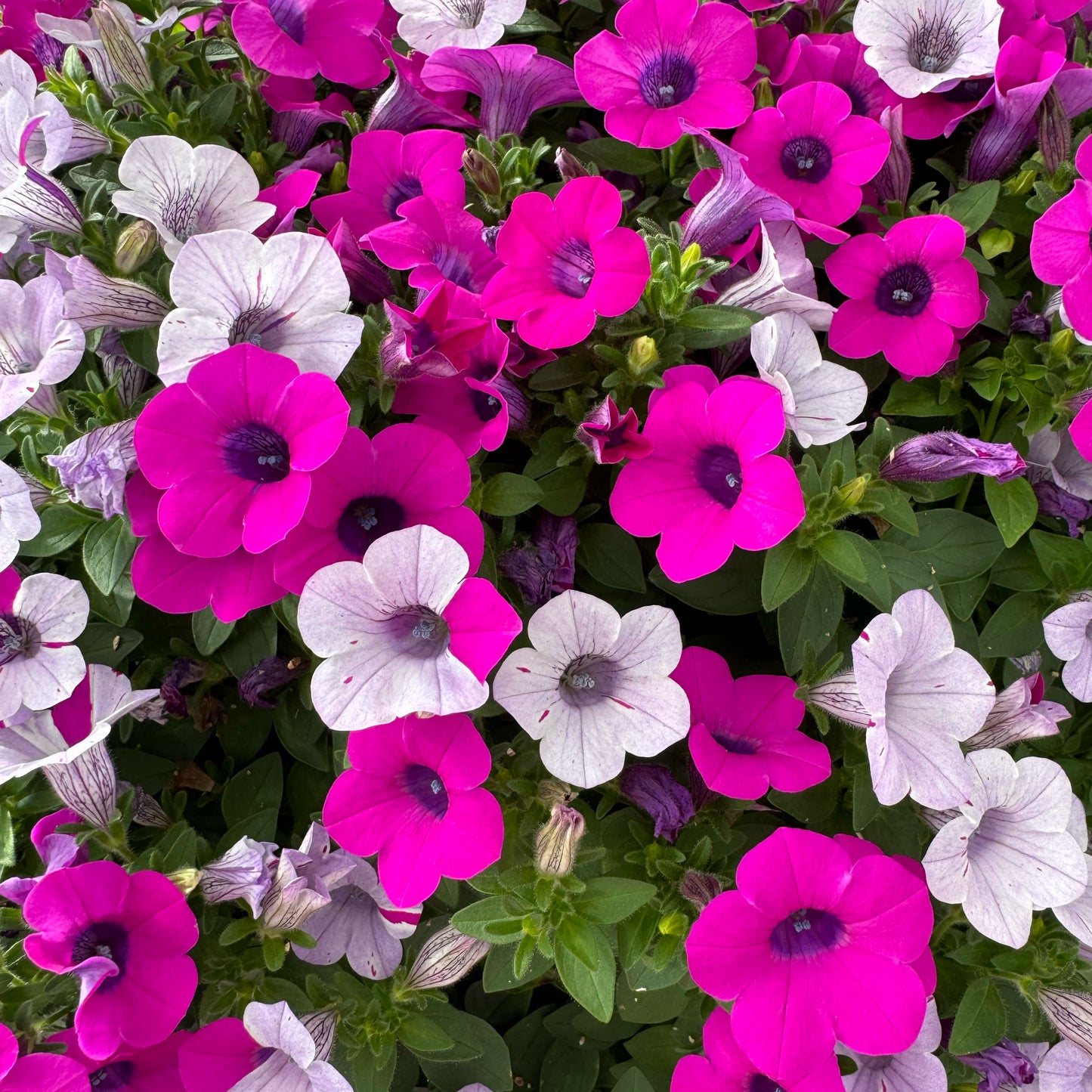 Petunia ‘Blanket Silver Surprise’