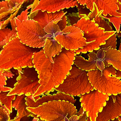 Coleus Talavera Sienna