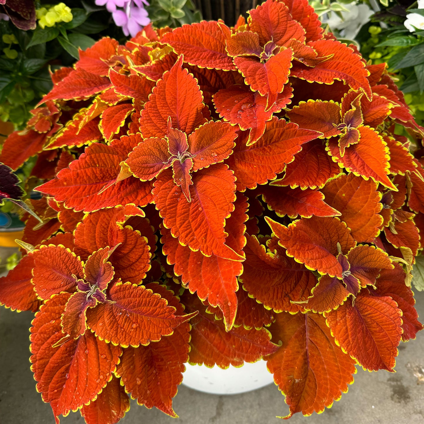 Coleus Talavera Sienna