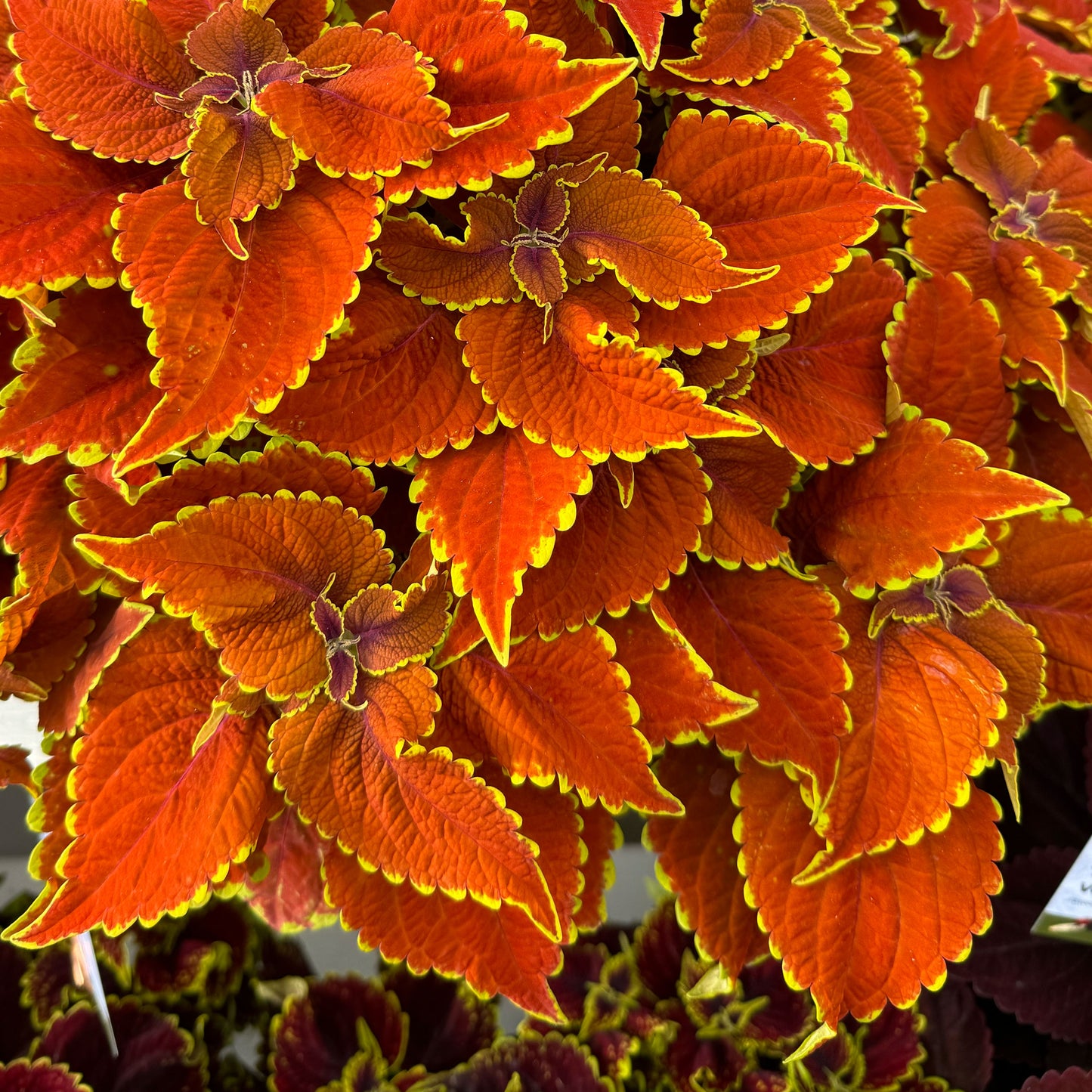 Coleus Talavera Sienna