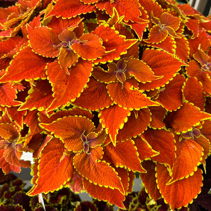 Coleus Talavera Sienna