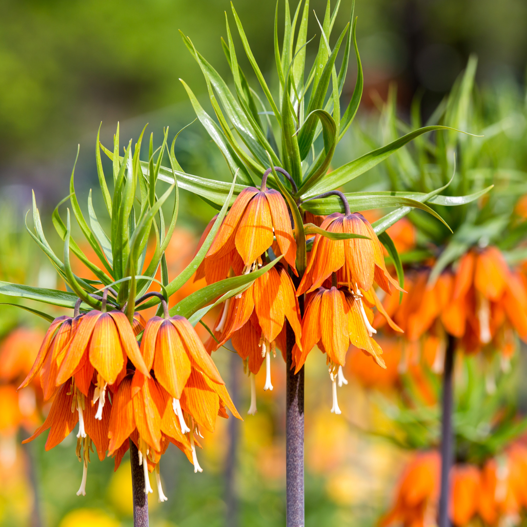 Crown Imperial Lily | Fritillaria imperialis 'Rubra' Bulb