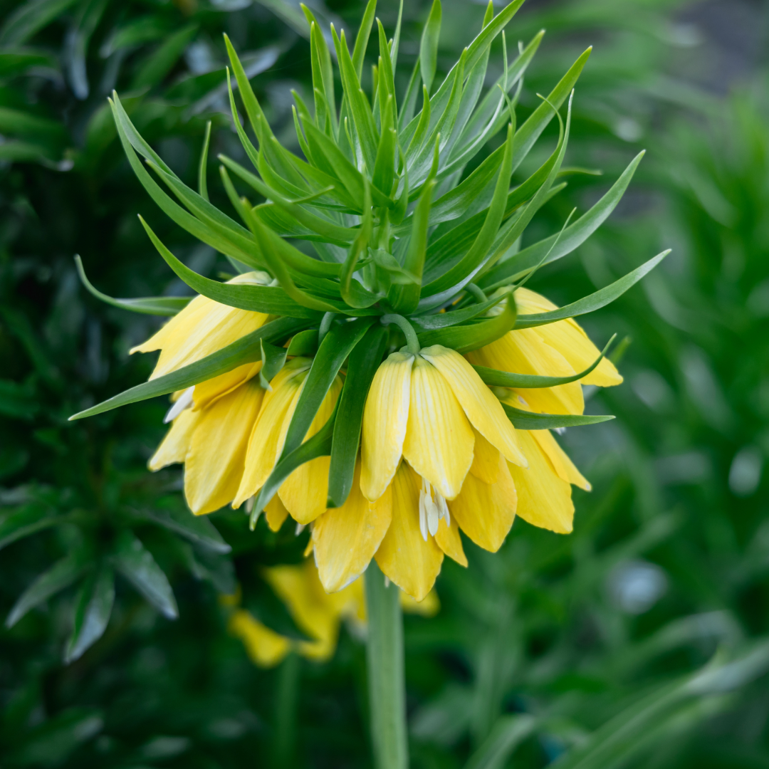 Crown Imperial Lily | Fritillaria imperialis 'Lutea' Bulb