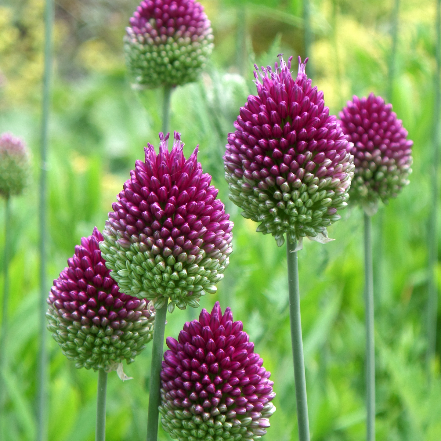 Allium 'Sphaerocephalon' Drumstick - 10 Bulbs