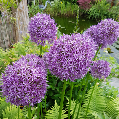 Allium 'Globemaster' BULB