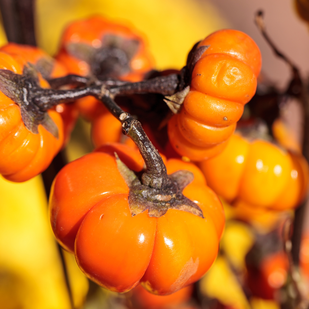 Pumpkin on a Stick | Solanum integrifolium