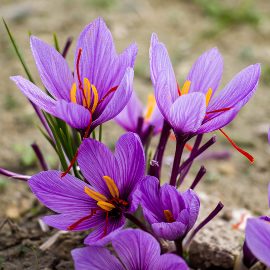 Saffron crocus | Crocus sativus