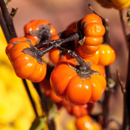 Pumpkin on a Stick | Solanum integrifolium