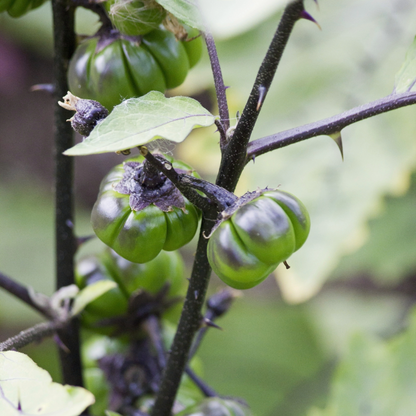 Pumpkin on a Stick | Solanum integrifolium