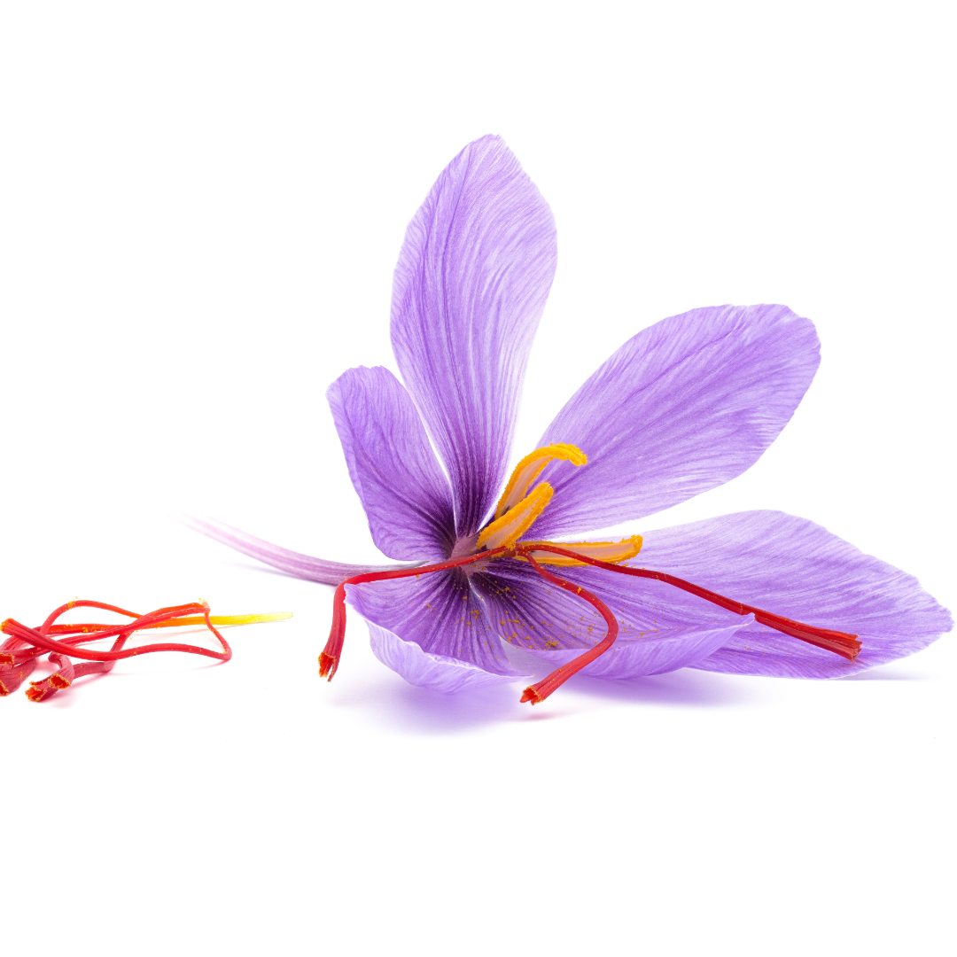 Saffron crocus | Crocus sativus