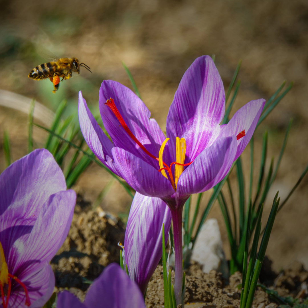 Saffron crocus | Crocus sativus