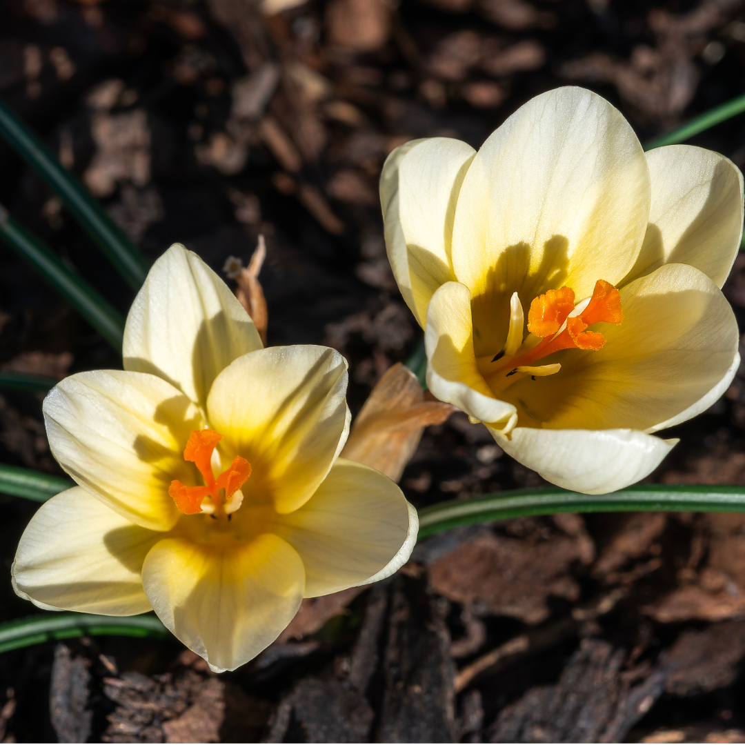 Crocus 'Cream Beauty' | Spring Blooming Crocus