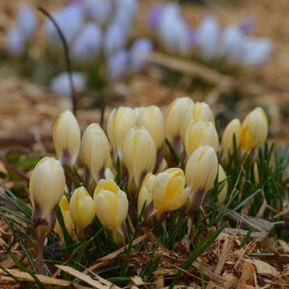 Crocus 'Cream Beauty' | Spring Blooming Crocus