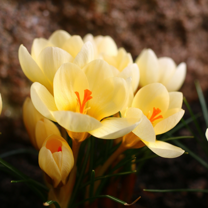 Crocus 'Cream Beauty' | Spring Blooming Crocus