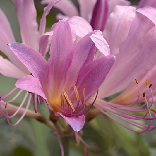 Surprise Lily field | Lycoris 'Squamigera'  12 Bulbs