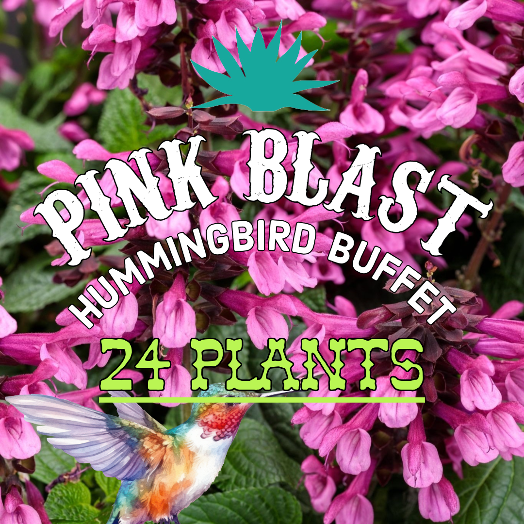 Pink Blast Hummingbird Buffet (24 Plants) Salvia 'Unplugged® Pink'