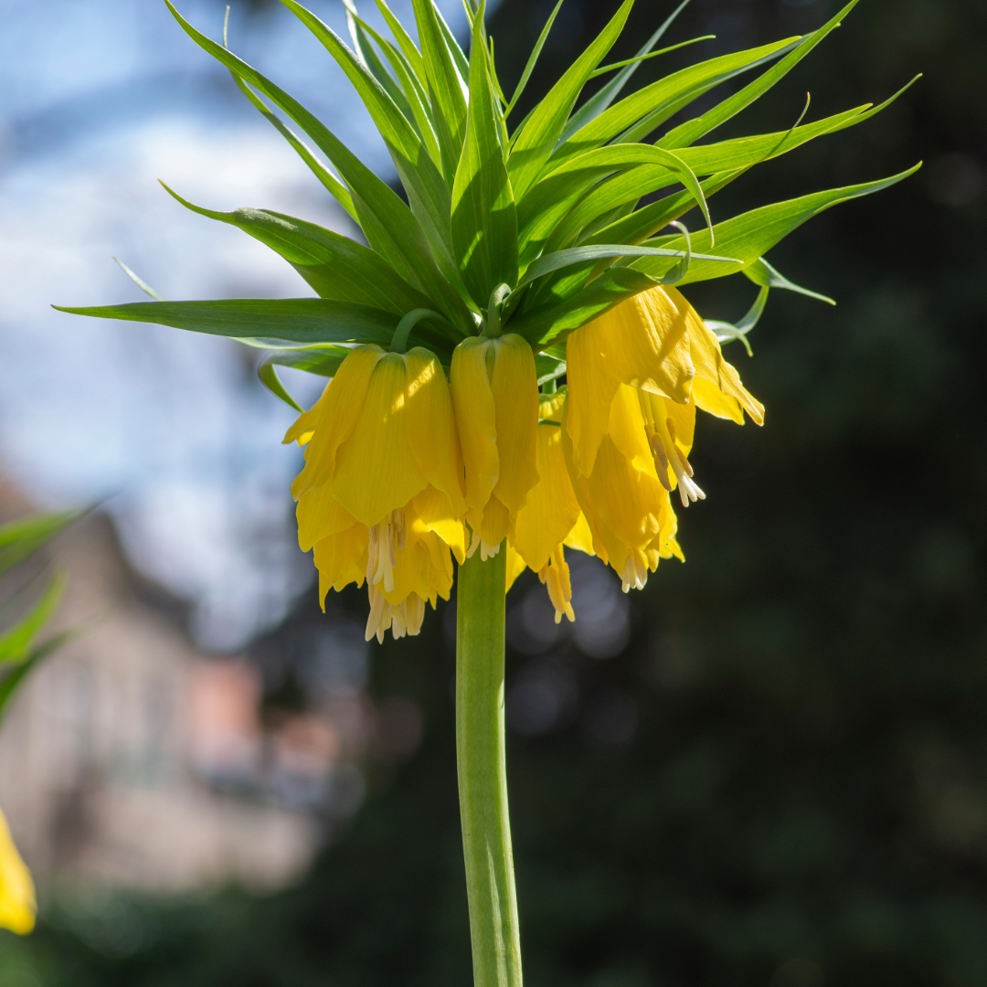 Crown Imperial Lily | Fritillaria imperialis 'Lutea' Bulb