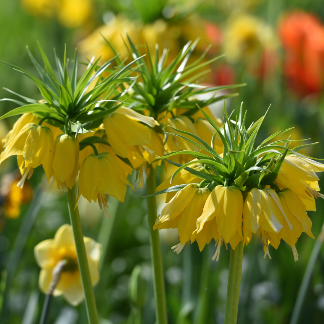 Crown Imperial Lily | Fritillaria imperialis 'Lutea' Bulb