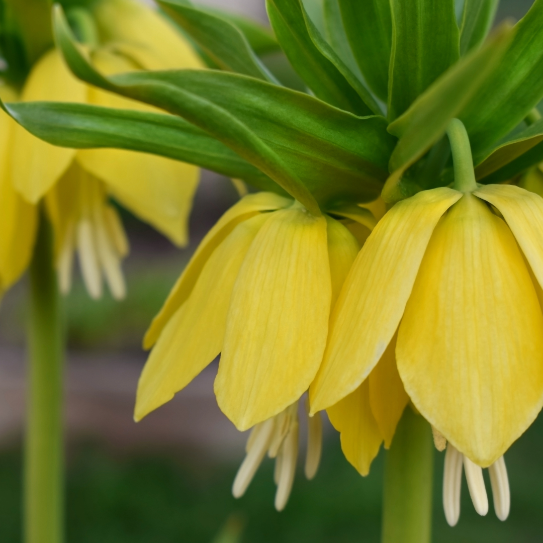 Crown Imperial Lily | Fritillaria imperialis 'Lutea' Bulb