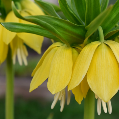 Crown Imperial Lily | Fritillaria imperialis 'Lutea' Bulb