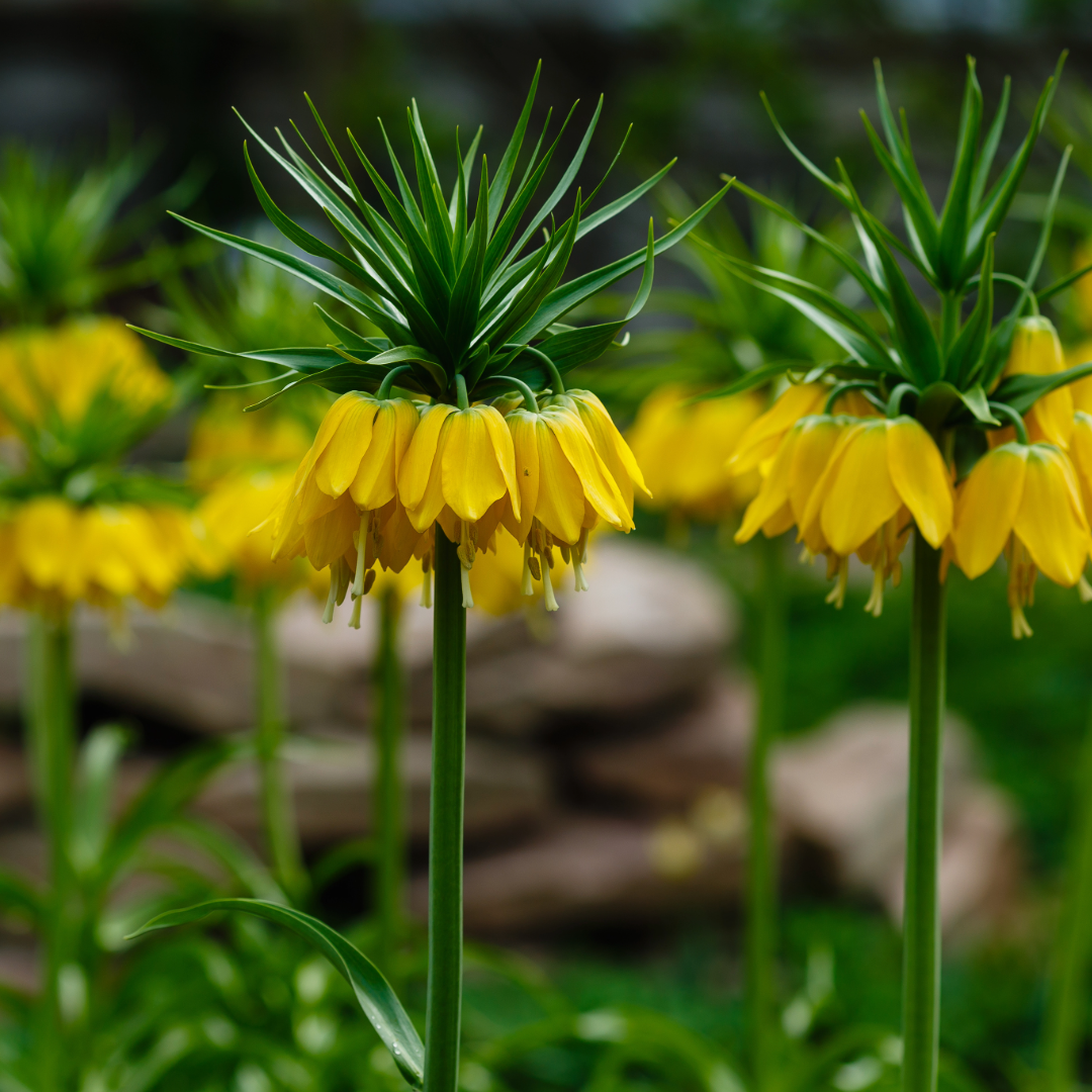 Crown Imperial Lily | Fritillaria imperialis 'Lutea' Bulb