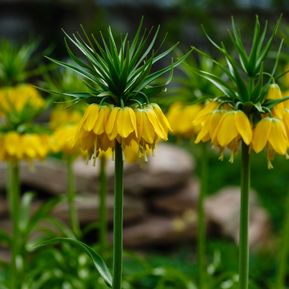 Crown Imperial Lily | Fritillaria imperialis 'Lutea' Bulb