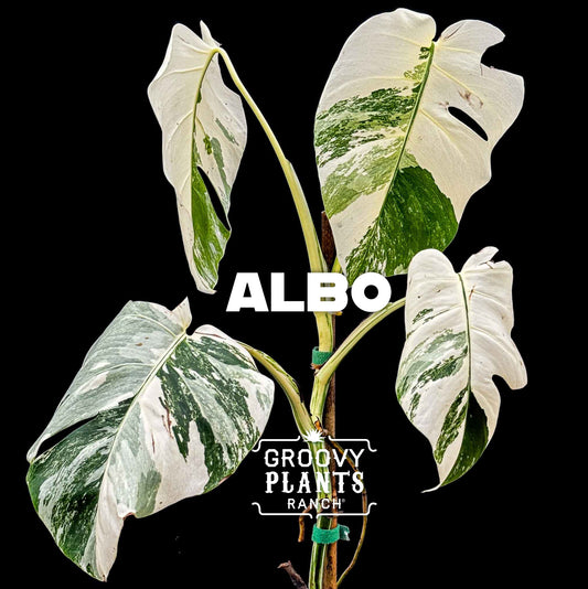 Monstera Albo