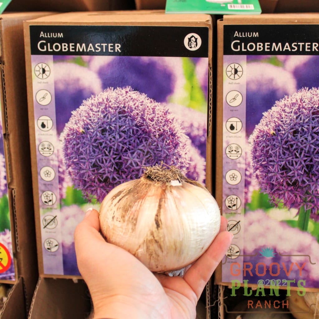 Allium 'Globemaster' BULB