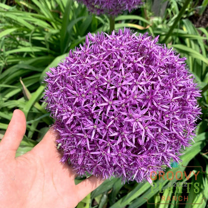 Allium 'Globemaster' BULB