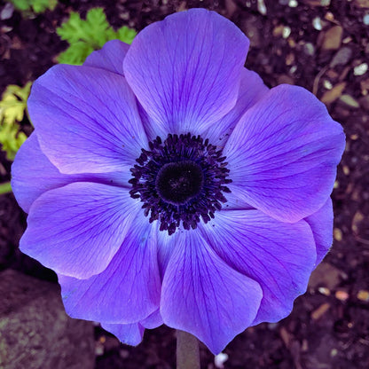 Anemone ‘Carmel Blue’