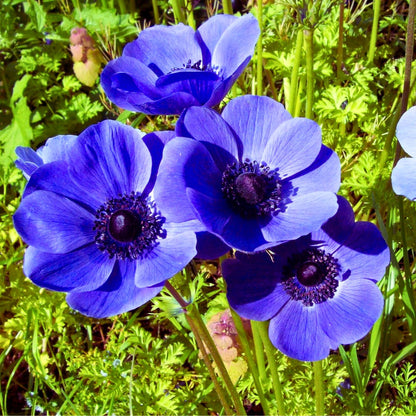 Anemone ‘Carmel Blue’