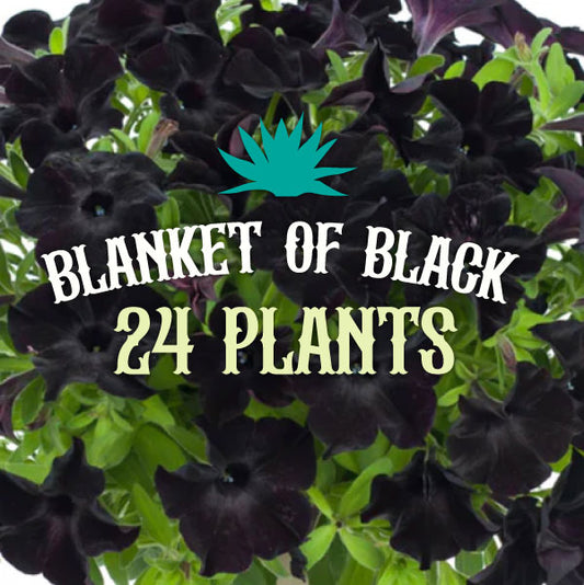 Petunia BLANKET OF BLACK (24 Plants)