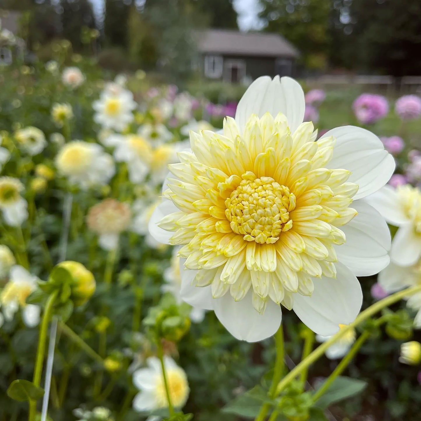 ‘Platinum Blonde’ Dahlia