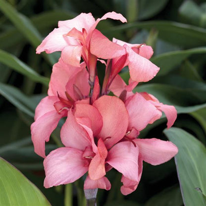 Canna 'Bronze Peach'