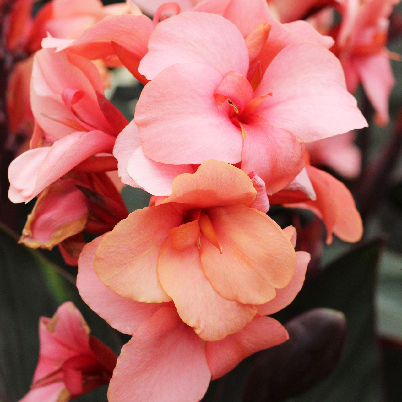 Canna 'Bronze Peach'