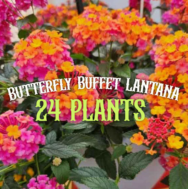 Butterfly Buffet (24 Plants) 'PASSION FRUIT' LANTANA