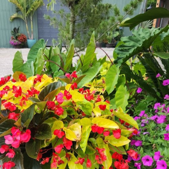 Flock of Canary Wings (24 plants) Canary Wings Begonia