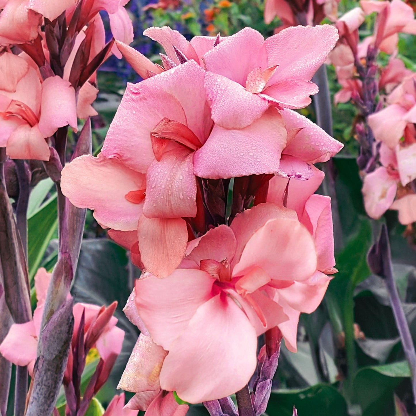 Canna 'Bronze Peach'