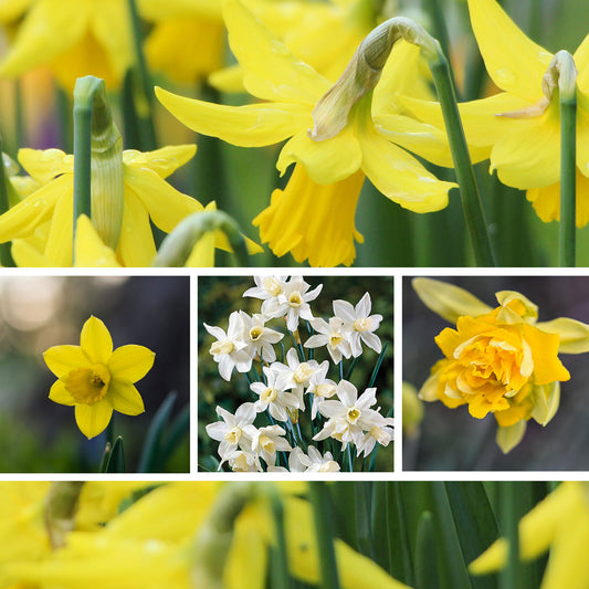 Daffodil Minature Trio (25 of each bulb)