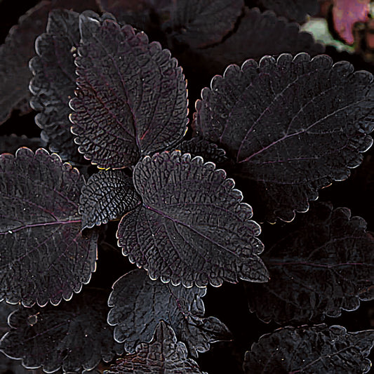 'Dark Star' Coleus