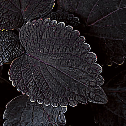 'Dark Star' Coleus