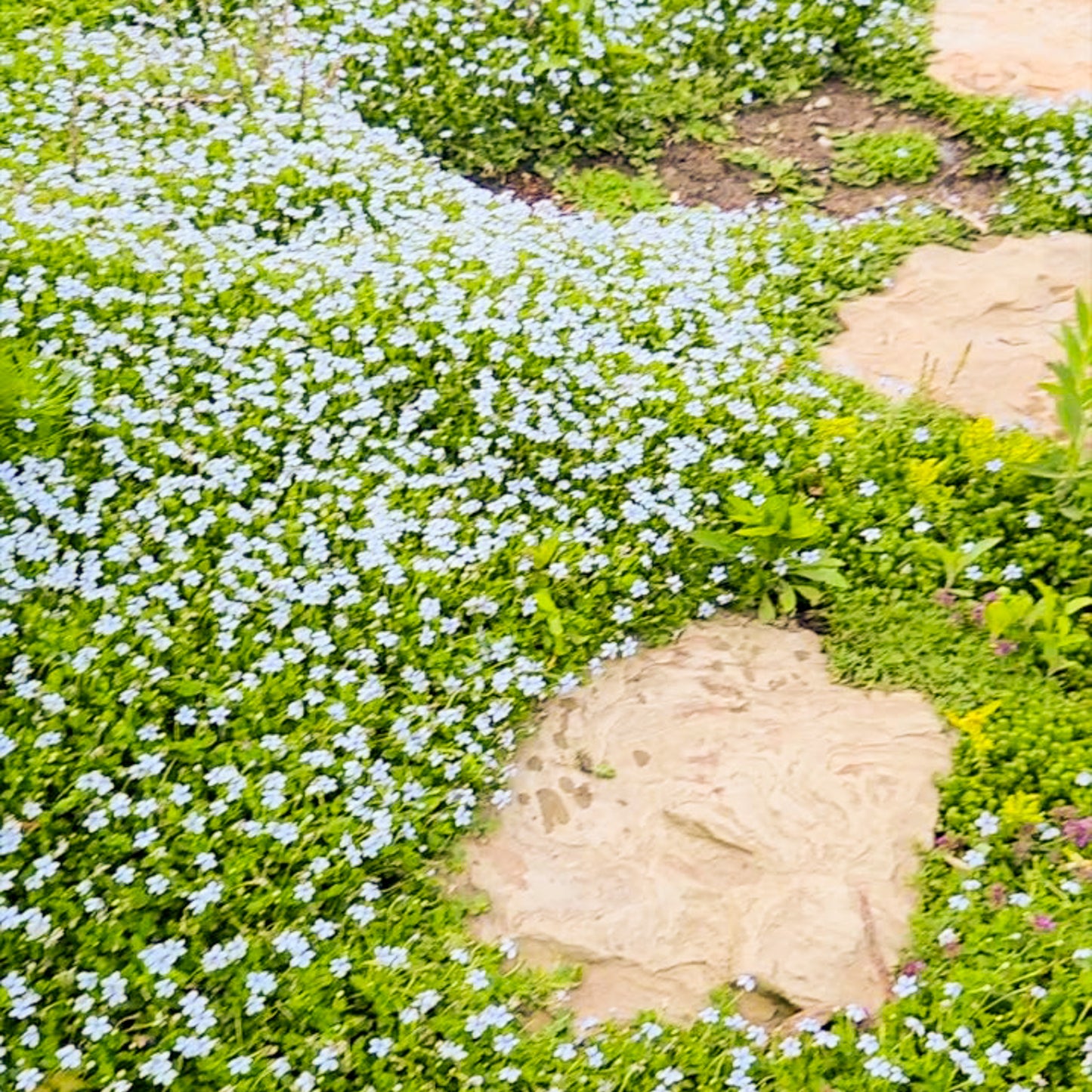 Blue Star Creeper (Isotoma fluviatilis)