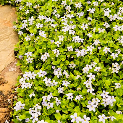 Blue Star Creeper (Isotoma fluviatilis)