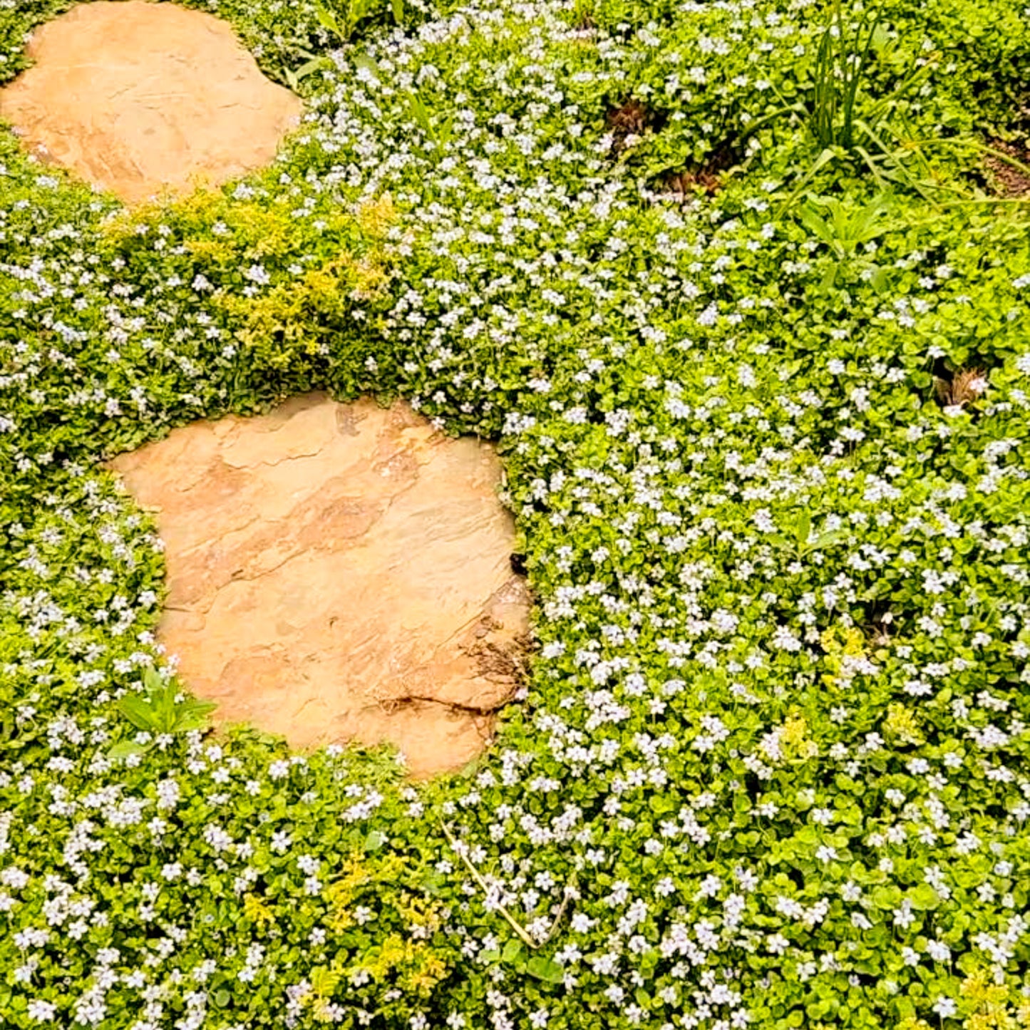 Blue Star Creeper (Isotoma fluviatilis)