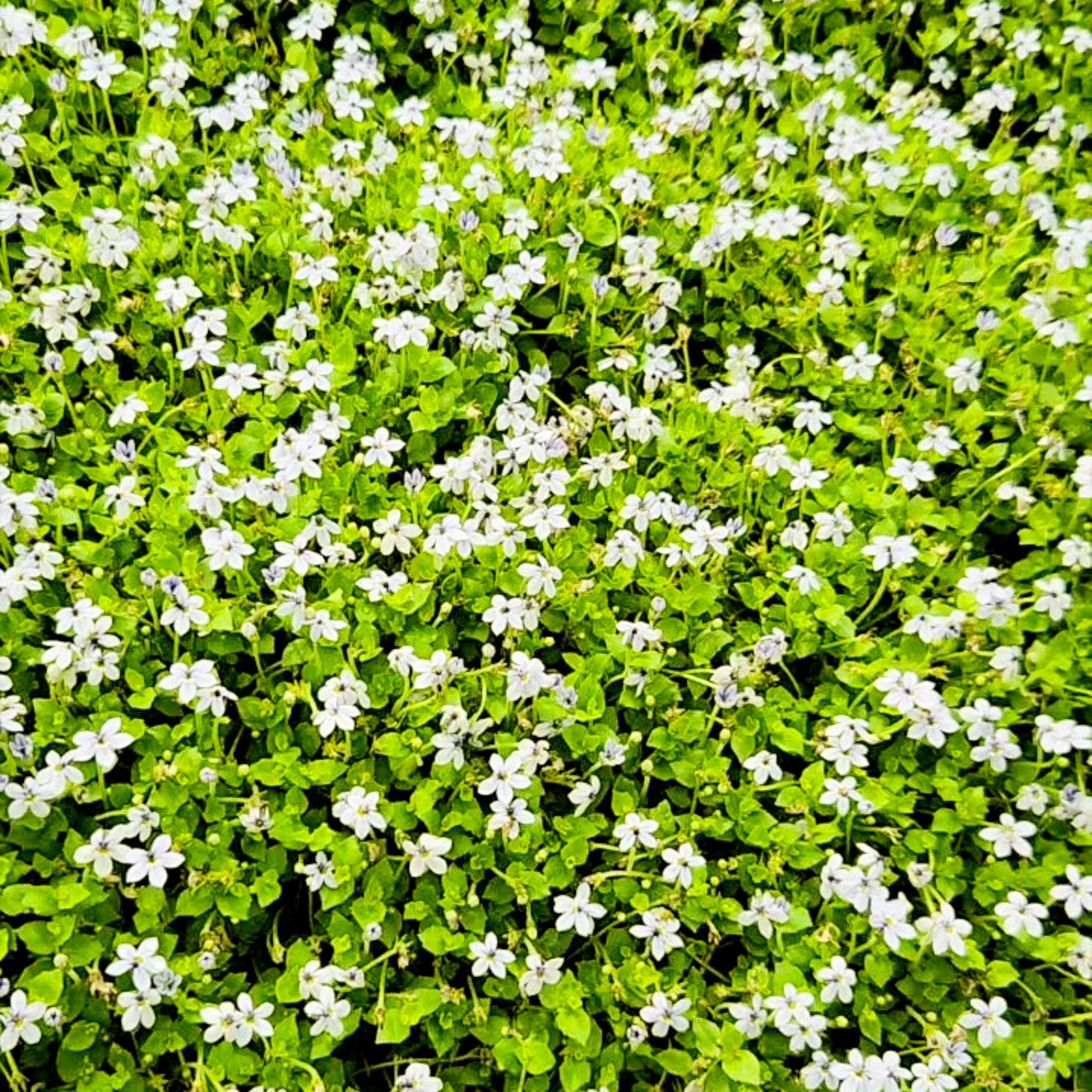 Blue Star Creeper (Isotoma fluviatilis)